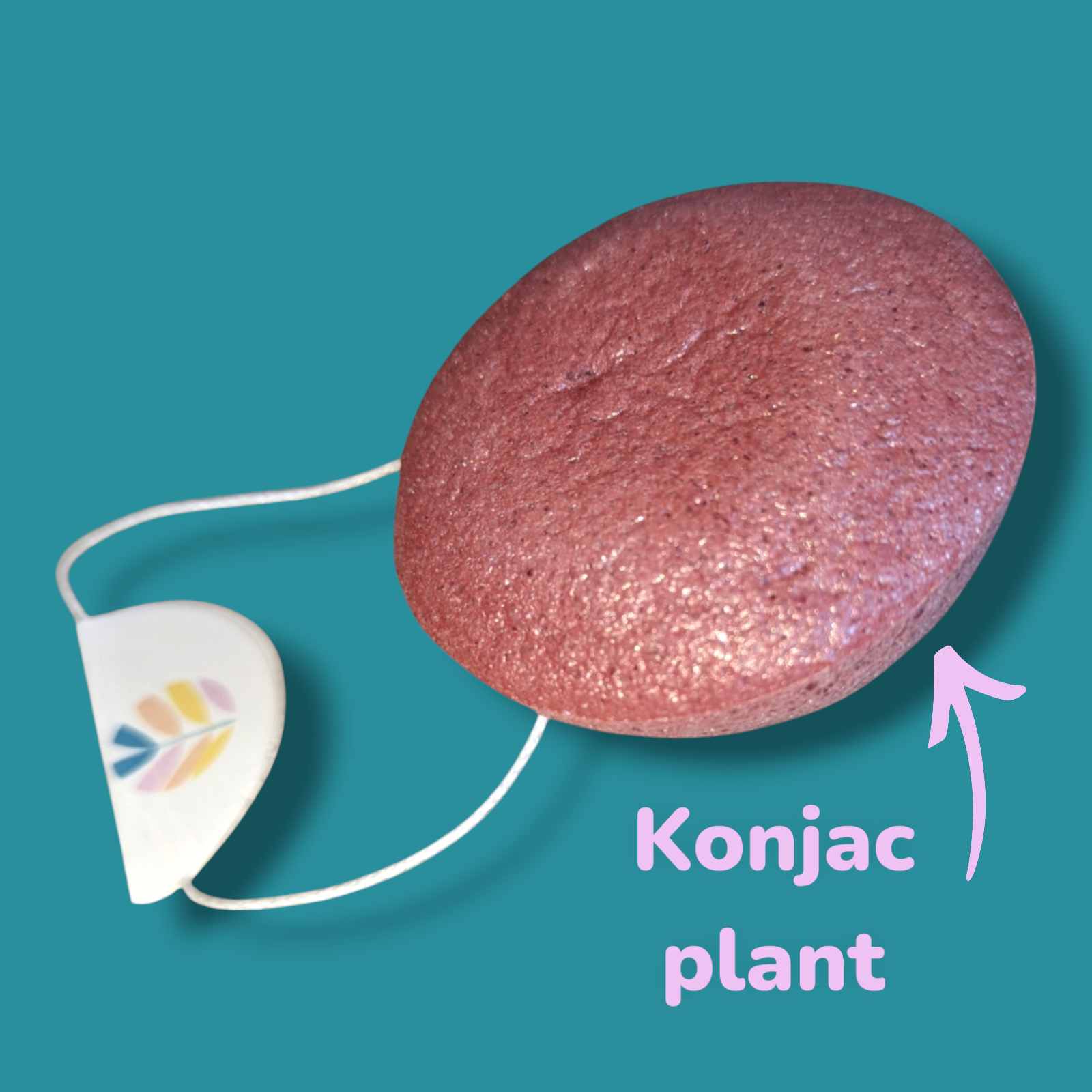 Natural Konjac Cleansing Sponge | Plant Based Natural Beauty Sponge-3
